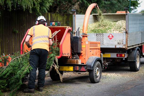 Best Fruit Tree Pruning  in Cashmere, WA