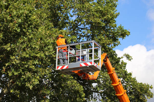 Best Stump Grinding and Removal  in Cashmere, WA