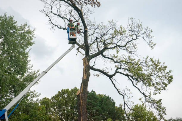 Best Tree Risk Assessment  in Cashmere, WA