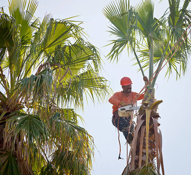 Best Tree and Shrub Care  in Cashmere, WA